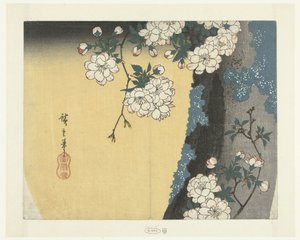 Mossy Trunk and Cherry Blossoms