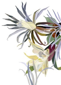Elegant, Beard-Like Flowers