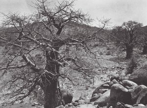Africa: Baobab Tree, Dar Nuba