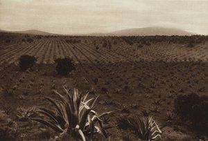 Mexico: Agave Field in the Surroundings of Ometusco