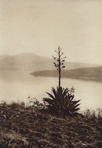 Mexico: Shore of Lake Chapala with flowering agaves by Hugo Brehme