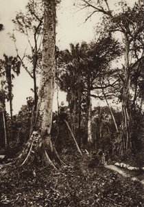 Mexico: Tamasopo, Virgin Forest Panorama by Hugo Brehme