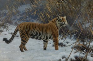 A tiger in the snow by Hugo Ungewitter