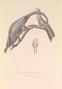 The Forked Nose Chameleon