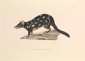 The Raccoon Dasyure by Hyacinthe Yves Philippe (1781 1846) Potentien