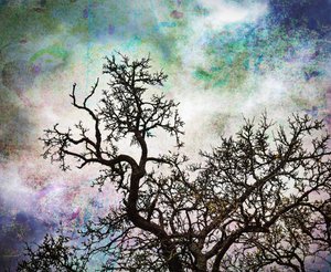 Abstract Sky Trees
