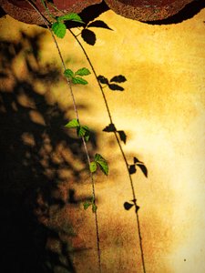 Golden Wall Vine Shadow by Ida Publishing