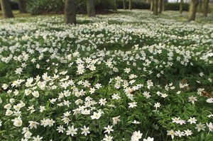 Spring Wood Anemones