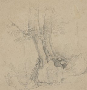 Tree and Rock
