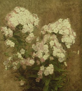 Phlox