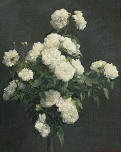 Still Life of White Peonies