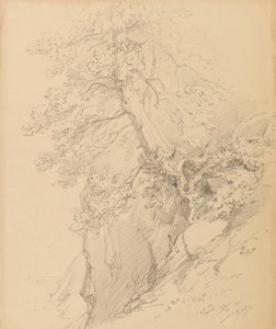Tree Study by Ignaz Dorn