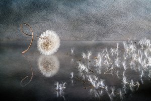 Blown Dandelion Seeds by Igor Kopcev