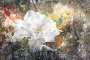Dreamy White Blossom by Igor Kopcev
