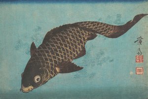 Koi