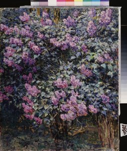 Lilac