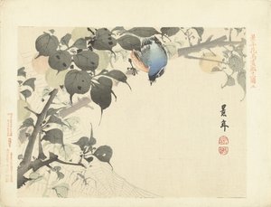 Blue-Orange Bird on Branch Looking at Spider by Imao Keinen