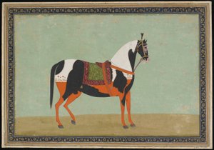 A Horse
