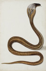 A Cobra (Maja Tripudians) with Hood Spread