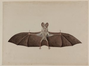 Asian Lesser False Vampire Bat, c.1790