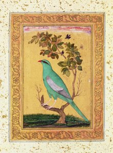 Green Bird, Mughal