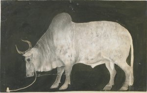 Indian Bull by Indian School