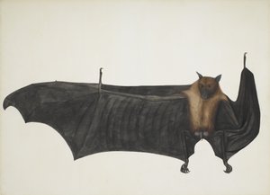 Indian Flying Fox also known as Great Indian Fruit Bat, Pteropus Giganteus