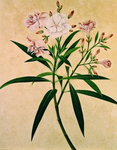 Oleander by Indian School