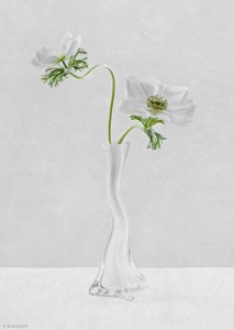 Curves by Inna Karpova