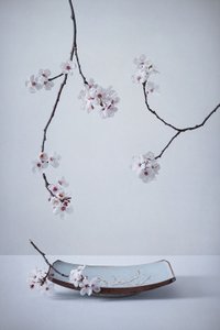 Delicate Sakura Still Life by Inna Karpova