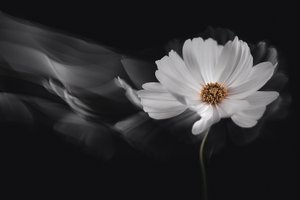 Ethereal White Cosmos by Inna Karpova