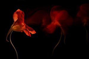 Vibrant Floral Flow by Inna Karpova