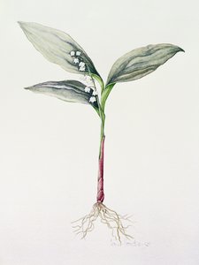 Lily of the Valley by Iona Hordern