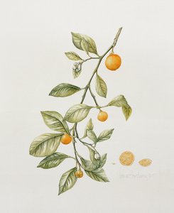 Ornamental Orange, 1995
