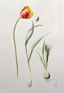 Parrot Tulip