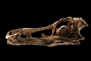 Alvarezsaur-like Dinosaur Skull at the IVPP in Beijing, China by Ira Block