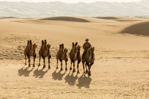Caravan of Bactrian camels in the South Gobi Desert, Mongolia by Ira Block