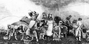 Potato Harvesting, c.1870s