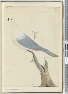 Pigeon. New Caledonia, 1772-75