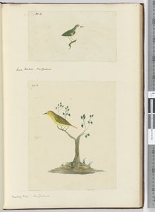 Small Fantail. New Zealand  Mocking Bird. New Zealand, 1772-75