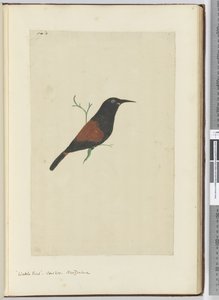 Wattle Bird. Cuckoo. New Zealand, 1772-75