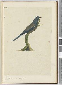 The Poya Bird, Cuckoo. New Zealand, 1772-75