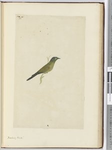 Mocking Bird, 1772-75
