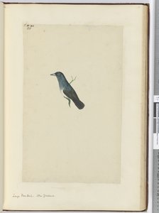 Large Fantail. New Zealand, 1772-75 by Isaac Smith