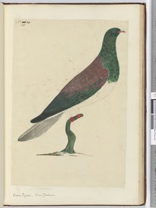Wood Pigeon. New Zealand, 1772-75