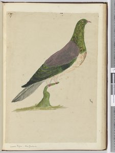 Wood Pigeon. New Zealand, 1772-75