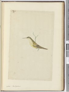 Cuckoo. New Zealand, 1772-75