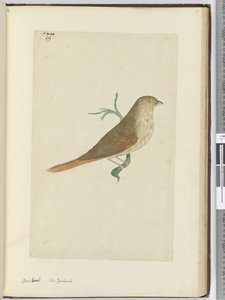 Gross Beak. New Zealand, 1772-75 by Isaac Smith