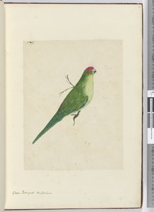 Green Parroquet. New Zealand, 1772-75