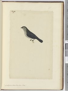A New Zealand Bird Tame Like a Robin, 1772-75